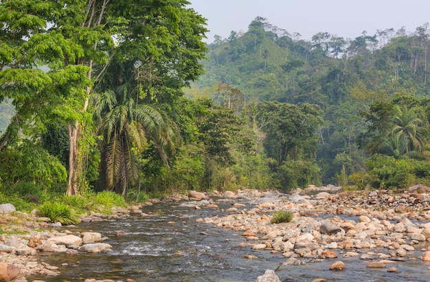 Rivière tropicale