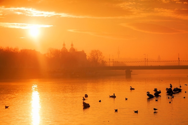 Rivière Wisla avec des cygnes à Cracovie