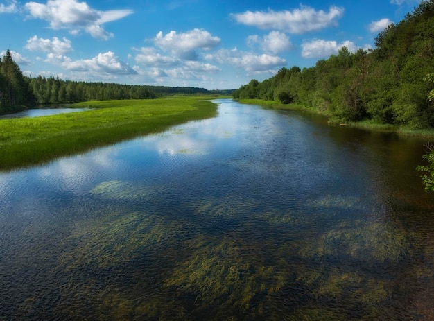 Rivières et forêts de la région d'arkhangelsk en été sous un ciel bleu avec de l'eau claire d'olak avec des algues