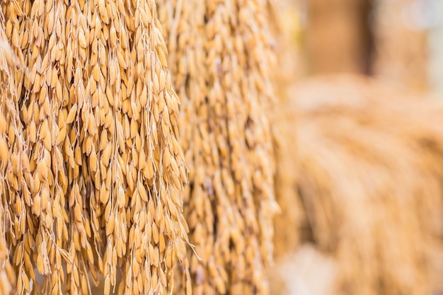 Riz accroché ensemble après la récolte