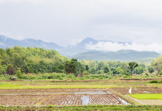 Riz de l&#39;agriculture