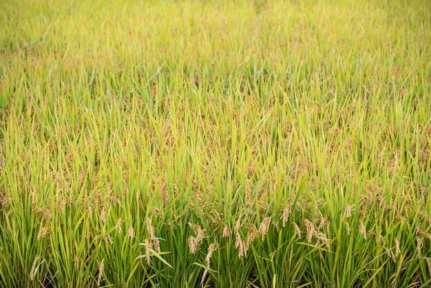 riz d'automne mûr cultivé en Corée