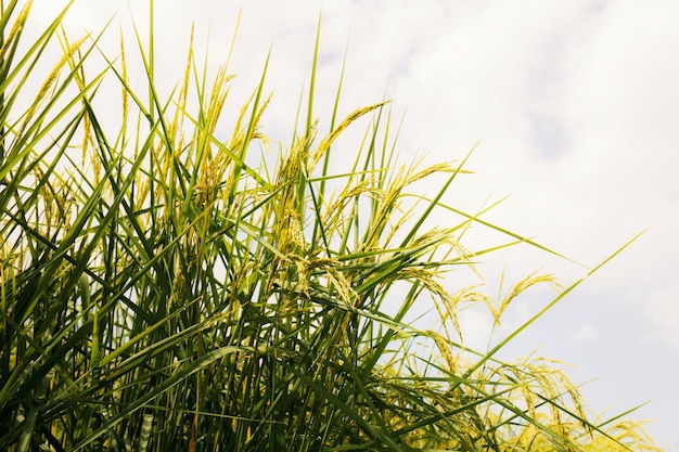 Riz avec le ciel