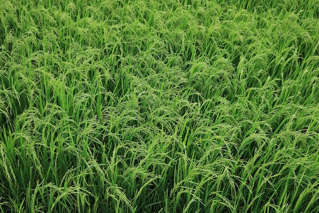 Photo riz de croissance dans le domaine