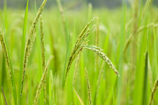 riz dans le champ de riz