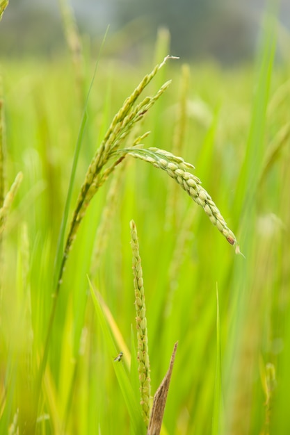 riz dans le champ de riz