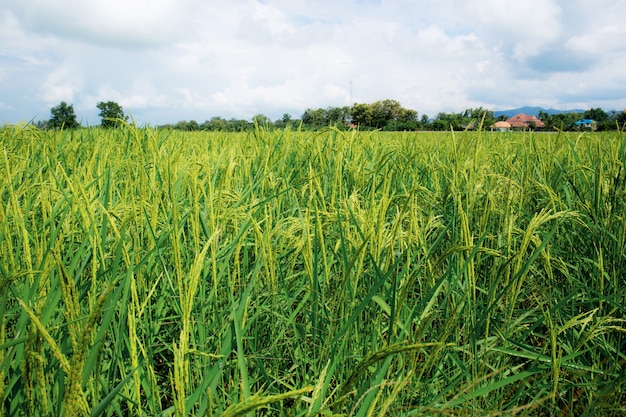 Riz dans les champs à la campagne.