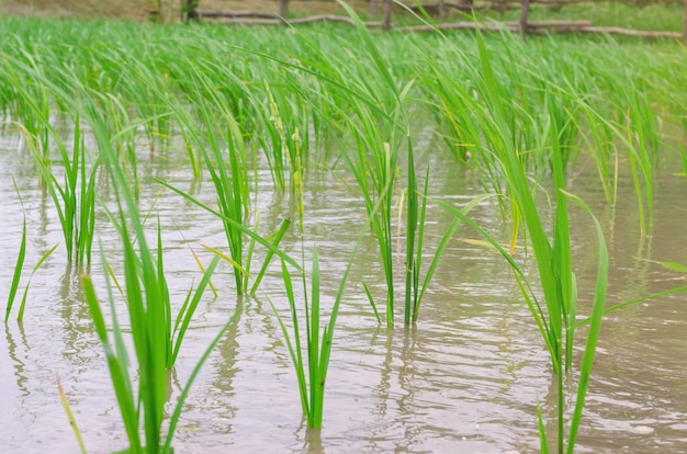 Riz dans les champs