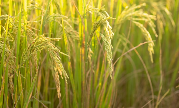 Riz dans un essai de conversion sur le terrain au nord de la Thaïlande