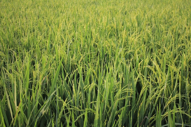 Riz Dans La Rizière. Plants De Riz.