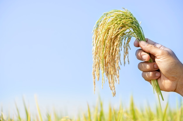 Le Riz Doré, Beau Dans Les Mains Des Agriculteurs. Le Produit Que L'agriculteur A Destiné Aux Consommateurs