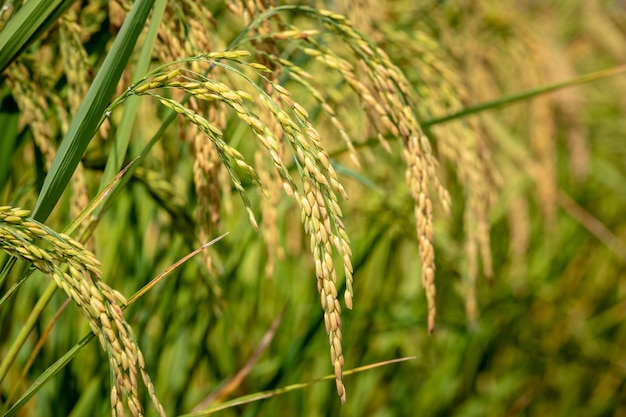 Riz doré cru dans une ferme agricole de près