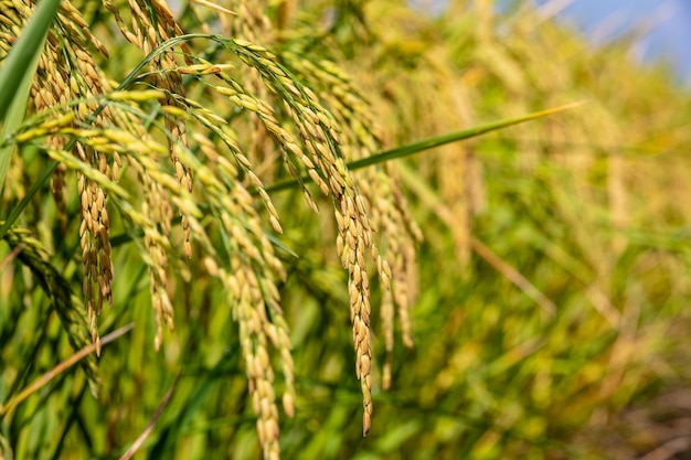 Riz doré sur des terres agricoles en Thaïlande