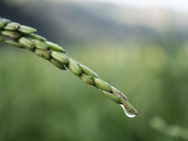 Le riz est une culture économique en Asie