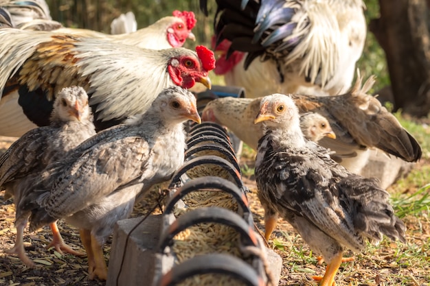 Le riz est la nourriture du poulet dans la ferme