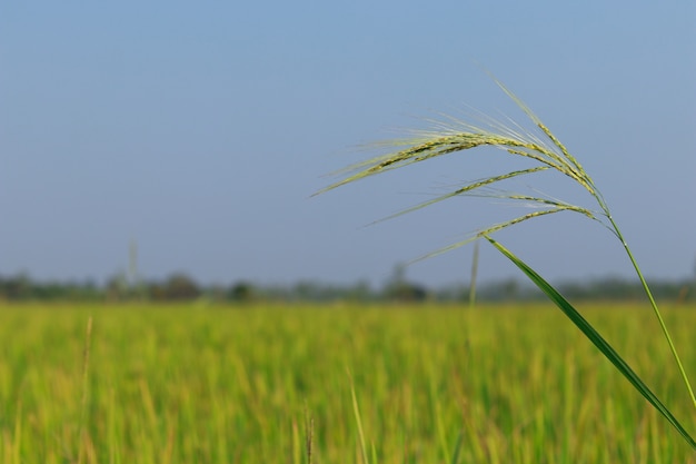 Riz en fleurs dans les champs au matin.