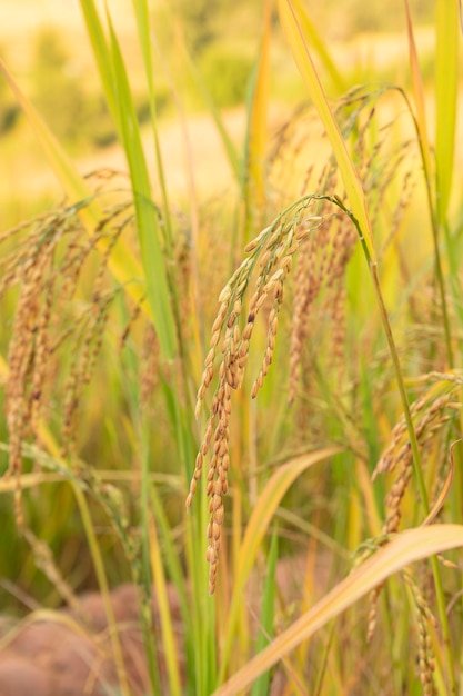 Riz mûr au fond abstrait de champ de riz