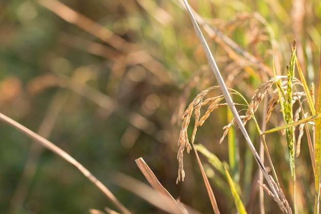 Riz Paddy doré organique prêt pour la récolte dans le champ