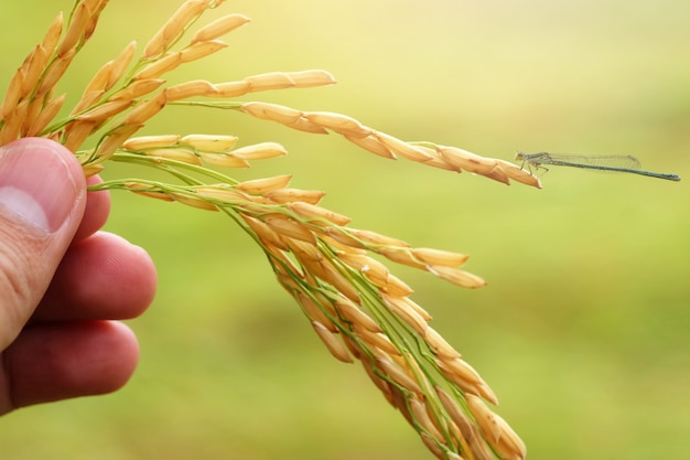 Riz paddy sur fond vert