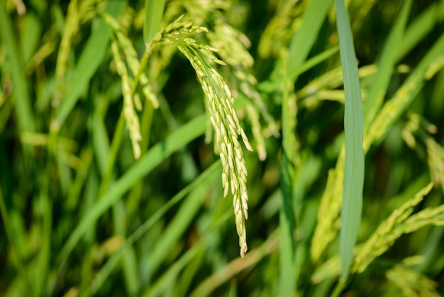 Riz paddy, gros plan