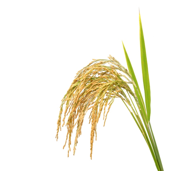 Riz paddy avec lame verte, oreilles de riz au jasmin isolé sur fond blanc.