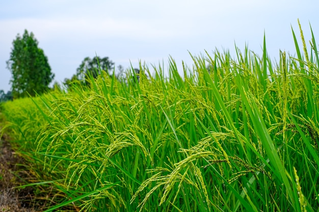 Le riz qui est sur le point d'être récolté