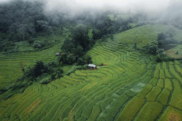 Riz et rizières les jours de pluie et de brouillard en Asie