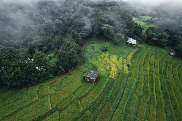 Riz et rizières les jours de pluie et de brouillard en Asie