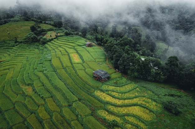 Riz et rizières les jours de pluie et de brouillard en Asie