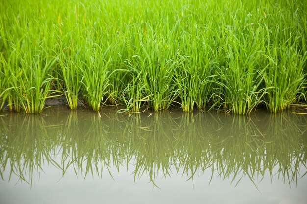 Riz et rizières.