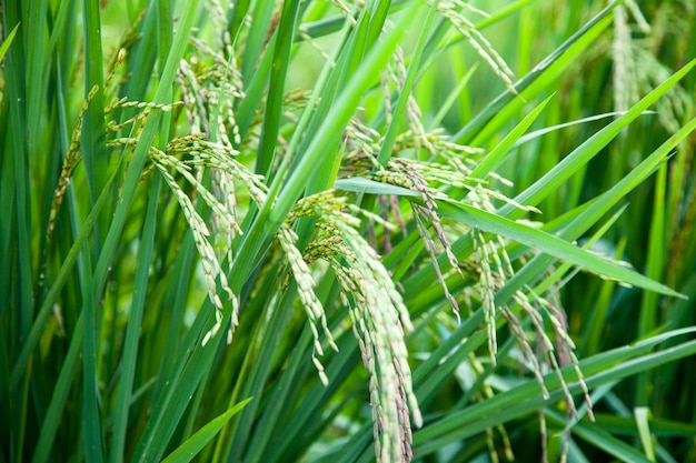 Riz et rizières.