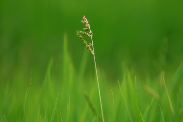 Riz seul sur un arrière-plan flou vert