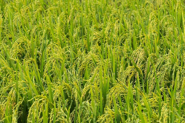 Le riz sort près de la récolte