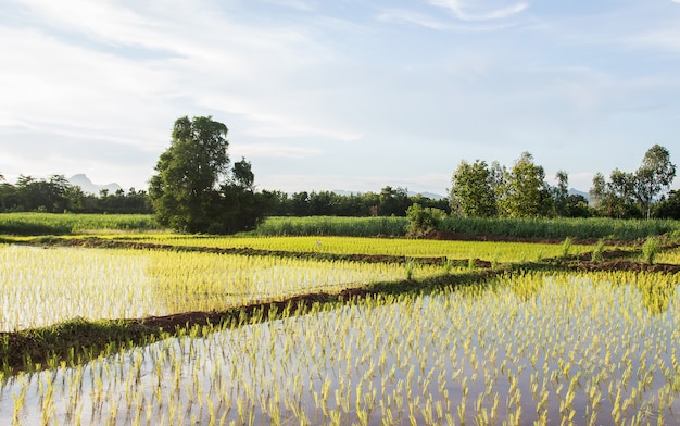 Riz thaïlandais déposé en croissance dans une ferme