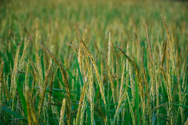 riz vert dans les terres agricoles. champ de riz biologique.