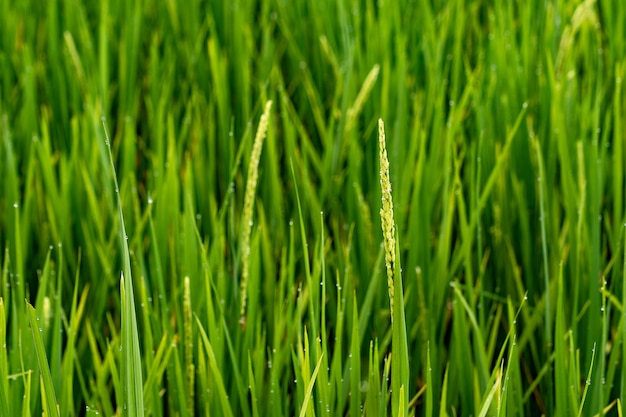 Riz vert derrière la rizière le matin.