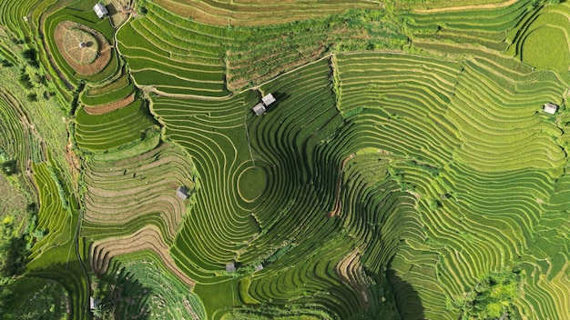 Riz vert à Mu Cang Chai, Viet Nam