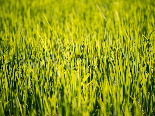 Rizière large et verte, Taïwan