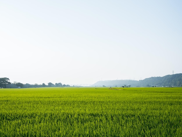 Rizière large et verte, Taïwan