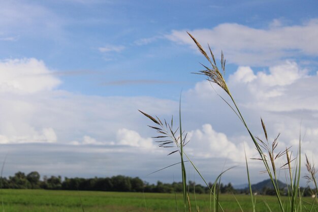 Photo un rizière avec des mauvaises herbes