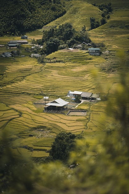 Rizière à Sa Pa Vietnam