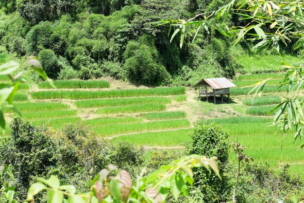 Rizière sur terrasse à Chiang Mai, Thaïlande.