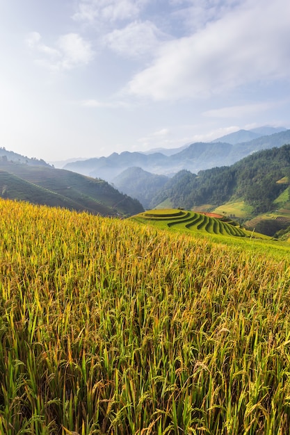 Rizière en terrasse paysage de Mu Cang Chai