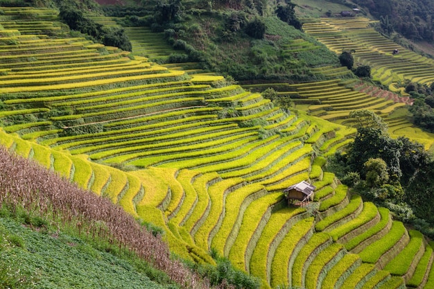 Rizière en terrasse verte à Mu Cang Chai, Vietnam