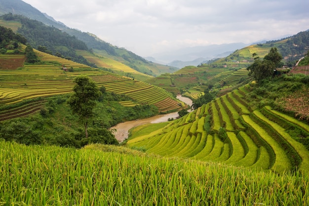 Rizière En Terrasses Paysage De Mu Cang Chai, Yenbai, Vietnam Du Nord