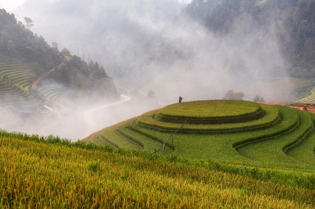 Rizière en terrasses paysage de Mu Cang Chai, Yenbai, Vietnam du Nord