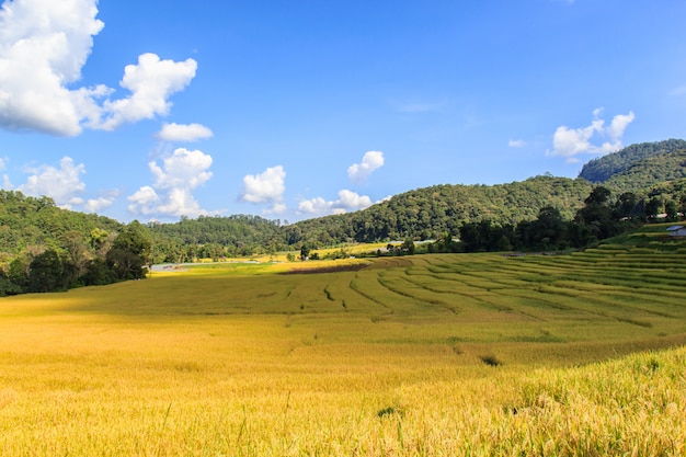 Rizière en terrasses verte à Mae Klang Luang, Mae Chaem, Chiang Mai, Thaïlande