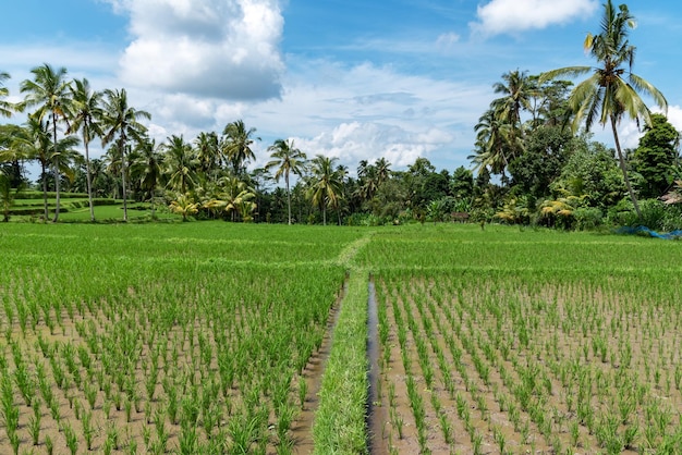 Rizière à Ubud Bali Indonésie