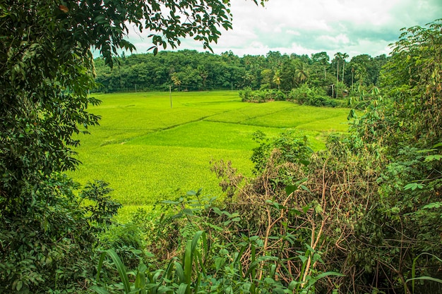 Rizière verte dans un beau village