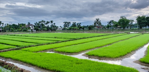 Rizière verte dans une ferme du pays